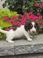 Dutch, a male Miniature Dachshund for sale in Seneca Falls, NY – 2 of 5