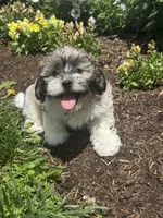 Jack, a female Bichon Frise and Shih Tzu for sale in Seneca Falls, NY – 3 of 5