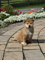Iggy, a male Shiba Inu for sale in Seneca Falls, NY – 2 of 5