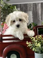 Alice, a female Bichon Frise and Coton de Tulear for sale in Seneca Falls, NY – Photo 3 of 6