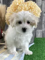 Aurora, a female Bichon Frise and Coton de Tulear for sale in Seneca Falls, NY – Photo 2 of 4