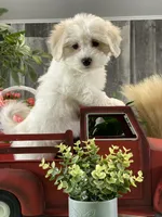 Alice, a female Bichon Frise and Coton de Tulear for sale in Seneca Falls, NY – Photo 6 of 6