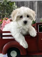 Alice, a female Bichon Frise and Coton de Tulear for sale in Seneca Falls, NY – Photo 2 of 6