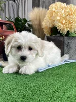 Alice, a female Bichon Frise and Coton de Tulear for sale in Seneca Falls, NY – Photo 5 of 6