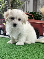 Aurora, a female Bichon Frise and Coton de Tulear for sale in Seneca Falls, NY – Photo 3 of 4