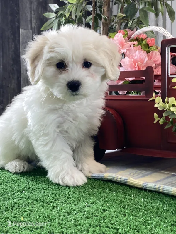Alice – Bichon Frise, Coton de Tulear puppy for sale in Seneca Falls, NY