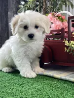 Alice, a female Bichon Frise and Coton de Tulear for sale in Seneca Falls, NY – Photo 1 of 6