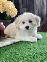 Alice, a female Bichon Frise and Coton de Tulear for sale in Seneca Falls, NY – Photo 4 of 6