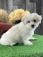 Aurora, a female Bichon Frise and Coton de Tulear for sale in Seneca Falls, NY – Photo 4 of 4