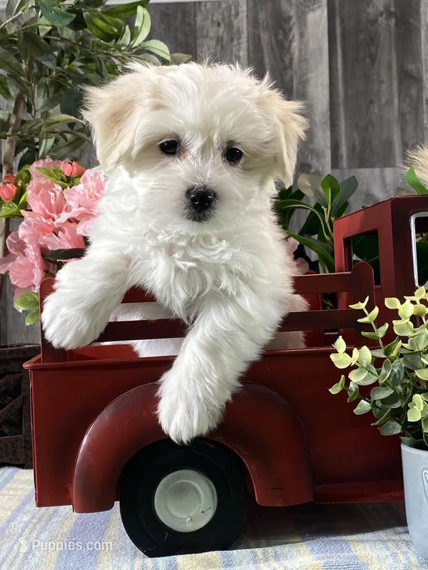 Aurora, a female Bichon Frise and Coton de Tulear for sale in Seneca Falls, NY – Photo 1 of 4