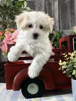 Aurora, a female Bichon Frise and Coton de Tulear for sale in Seneca Falls, NY – Photo 1 of 4