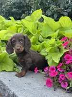 Diesel, a male Miniature Dachshund for sale in Seneca Falls, NY – 3 of 4