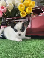 Robin, a female Papillon for sale in Seneca Falls, NY – 5 of 5