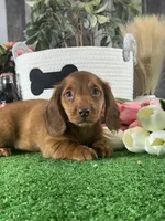 Denver , a male Miniature Dachshund for sale in Seneca Falls, NY – 5 of 5