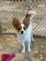 Champion line Rusty , a male Papillon for sale in Seneca Falls, NY – 4 of 10