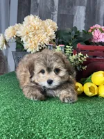 Hero, a male Havanese for sale in Seneca Falls, NY – 6 of 7