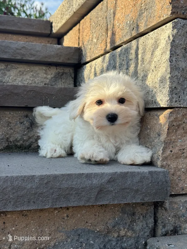 Bella – Bichon Frise puppy for sale in Seneca Falls, NY