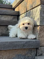 Bella, a female Bichon Frise for sale in Seneca Falls, NY – 1 of 4