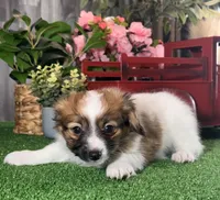 Reese, a male Papillon for sale in Seneca Falls, NY – Photo 2 of 5