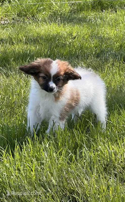 Reese – Papillon puppy for sale in Seneca Falls, NY