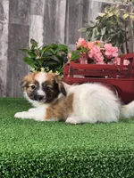 Reese, a male Papillon for sale in Seneca Falls, NY – Photo 5 of 5