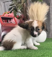Reese, a male Papillon for sale in Seneca Falls, NY – Photo 3 of 5