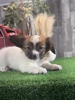 Reese, a male Papillon for sale in Seneca Falls, NY – Photo 1 of 5