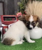 Reese, a male Papillon for sale in Seneca Falls, NY – Photo 4 of 5