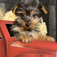 Yarah, a female Yorkshire Terrier for sale in Seneca Falls, NY – Photo 2 of 5