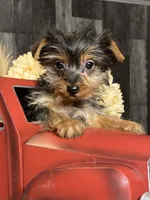 Yarah, a female Yorkshire Terrier for sale in Seneca Falls, NY – Photo 2 of 5