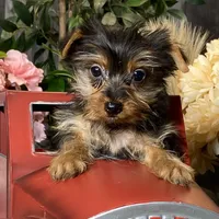 Yarah, a female Yorkshire Terrier for sale in Seneca Falls, NY – Photo 1 of 5