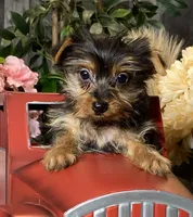 Yarah, a female Yorkshire Terrier for sale in Seneca Falls, NY – Photo 1 of 5