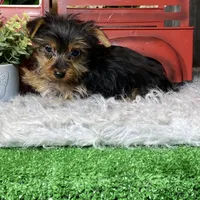 Yarah, a female Yorkshire Terrier for sale in Seneca Falls, NY – Photo 5 of 5
