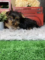 Yarah, a female Yorkshire Terrier for sale in Seneca Falls, NY – Photo 5 of 5