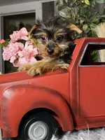 Yarah, a female Yorkshire Terrier for sale in Seneca Falls, NY – Photo 4 of 5