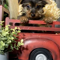 Yarah, a female Yorkshire Terrier for sale in Seneca Falls, NY – Photo 3 of 5