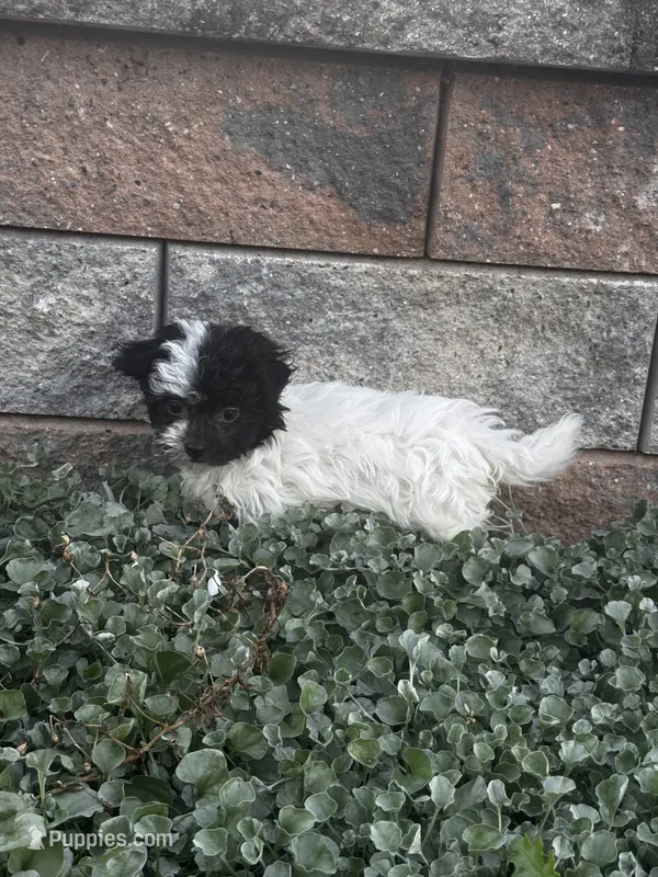 Holly – Havanese puppy for sale in Seneca Falls, NY
