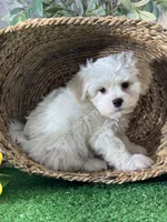 Louie , a male Bichon Frise and Lhasa Apso for sale in Seneca Falls, NY – 4 of 5