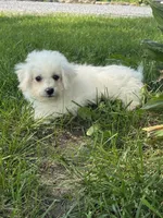 Bear, a male Bichpoo for sale in Seneca Falls, NY – 2 of 10
