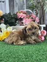 Alex, a male Maltipoo for sale in Seneca Falls, NY – 3 of 5