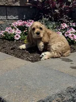 Chief, a male Cocker Spaniel for sale in Seneca Falls, NY – 4 of 8