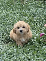Mary, a female Maltipoo for sale in Seneca Falls, NY – 4 of 5