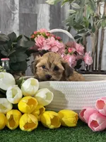 Alex, a male Maltipoo for sale in Seneca Falls, NY – 4 of 5