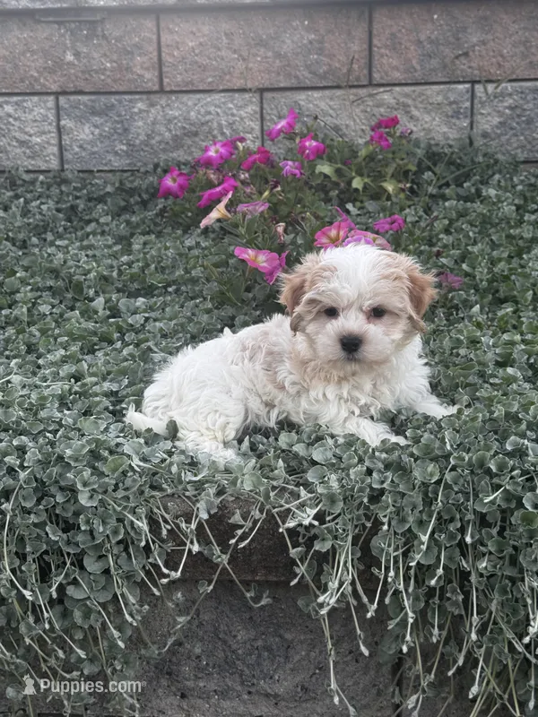 Hamilton  – Havanese puppy for sale in Seneca Falls, NY