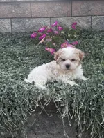 Hamilton , a male Havanese for sale in Seneca Falls, NY – 1 of 6