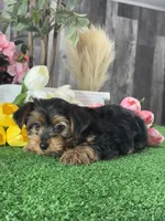 Yimmy , a male Yorkshire Terrier for sale in Seneca Falls, NY – 3 of 6
