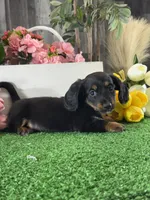 Donna , a female Miniature Dachshund for sale in Seneca Falls, NY – 3 of 5