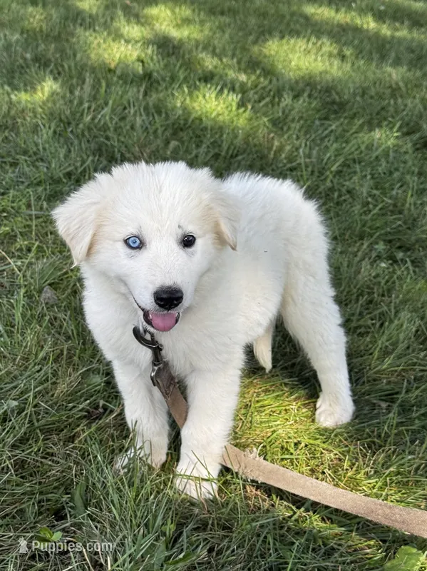 Greta purple collar – Great Pyrenees puppy for sale in Seneca Falls, NY