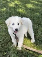 Greta purple collar, a female Great Pyrenees for sale in Seneca Falls, NY – 1 of 5