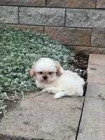 Theo, a male Shih Tzu for sale in Seneca Falls, NY – 3 of 6